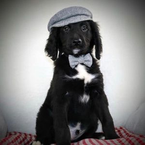 Meet your Posher, Kirstie